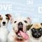 אביזרים ומוצרים לחיות מחמד – We Love Pet
